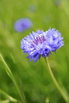 Cornflower: Cornflower