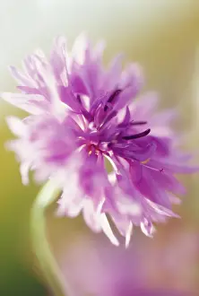 Flavour: Cornflower