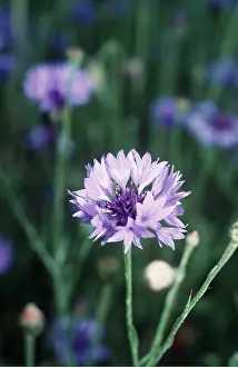 Weeds: CORNFLOWER