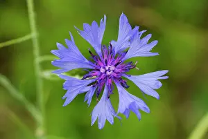 Cornflowers: Cornflower Bachelor's Button Bluebottle Boutonniere
