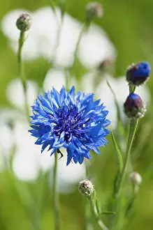Cornflower: Cornflower, Centaurea cyanus, Blue flower with buds