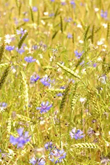 Loads: Cornflower, Centaurea cyanus, blue wild flower growing in am
