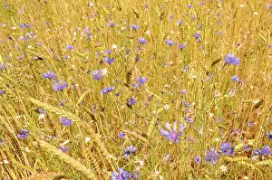 Loads: Cornflower, Centaurea cyanus, blue wild flower growing in am