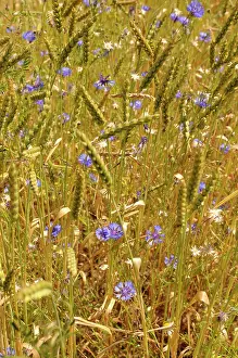 Loads: Cornflower, Centaurea cyanus, blue wild flower growing in am