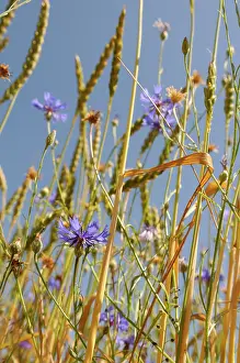 Loads: Cornflower, Centaurea cyanus, blue wild flower growing in am