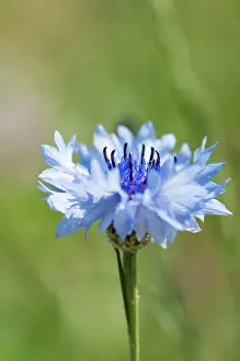 Cornflower: Cornflower, Centaurea cyanus, Close side view of