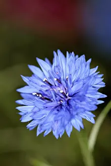 Cornflower: Cornflower, Centaurea cyanus, Close view of one