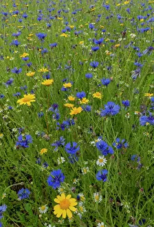 Marigold: Cornflower, Centaurea cyanus, and Corn marigold