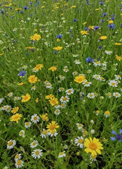 Marigold: Cornflower, Centaurea cyanus, and Corn marigold