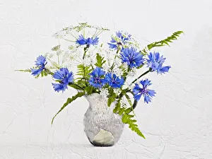 Anthriscus: Cornflower, Centaurea cyanus and Cow parsley, Anthriscus