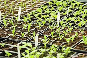 Sprouting: Cornflower, Centaurea cyanus Double blue