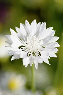 Cornflower: Cornflower, Centaurea cyanus, White flower growing in wild m