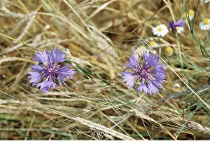 Cornflowers: CORNFLOWER - in cornfield
