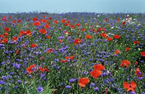 Cornflowers: Cornflower field with Common Poppies