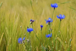 Cornflowers: Cornflower / Hurtsickle - blooming cornflowers