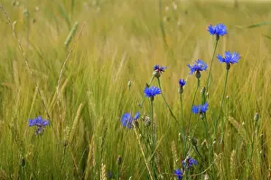 Cornflowers: Cornflower / Hurtsickle - blooming cornflowers