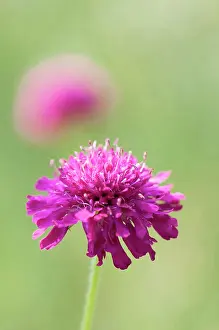 Cornflower: Cornflower, Perennial cornflower, Knautia macedonica