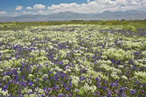 Cornflowers: Cornflower in uncultivated field with other flowers