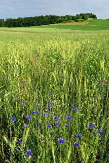 Cornflowers: Cornflower Wildflower strip Fallow land
