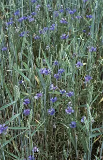 Cornflowers: Cornflowers (Centaurea cyanus)