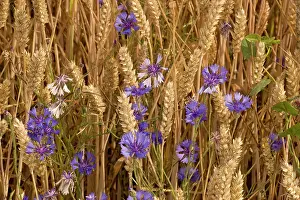 Cornflowers: Cornflowers in cornfield