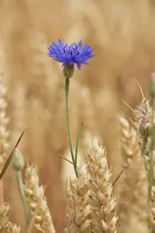 Cornflowers: Cornflowers in cornfield