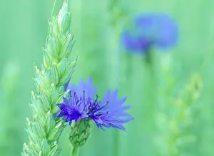 Cornflowers: Cornflowers - growing amidst wheat field