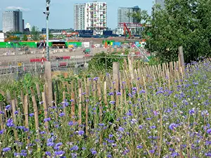 Cornflowers: Cornflowers - growing in derelict urban space near