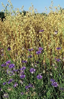 Cornflowers: CORNFLOWERS - in oats