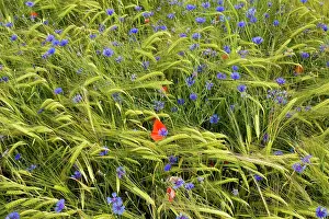 Cornflowers: Cornflowers and Poppies (Papaver rhoeas) - in a