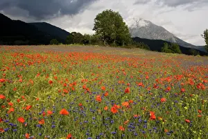 Cornflowers: Cornflowers and Poppies (Papaver rhoeas) in a mountain