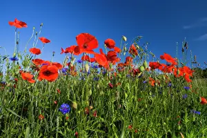 Cornflowers: Cornflowers and Poppies, (Papaver rhoeas) in a wheat