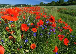 Cornflowers: Cornflowers and Poppies, (Papaver rhoeas) in a wheat
