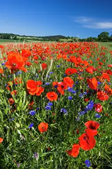 Cornflowers: Cornflowers and Poppies, (Papaver rhoeas) in a wheat