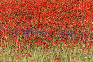 Cornflowers: Cornflowers and Poppies, (Papaver rhoeas) in a wheat