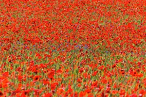 Cornflowers: Cornflowers and Poppies, (Papaver rhoeas) in a wheat