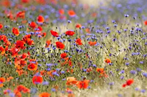 Papaver: Cornflowers and Poppies in a wheat field Bourgogne