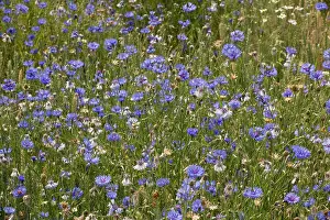 Cornflowers: Cornflowers - as a weed in a cornfield