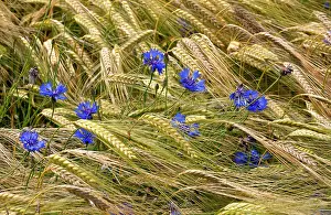 Cornflowers: Cornflowers - in wheat field