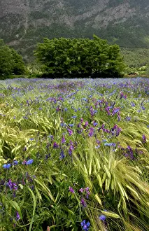 Cornflowers: Cornflowers - Wheat field full of arable weeds