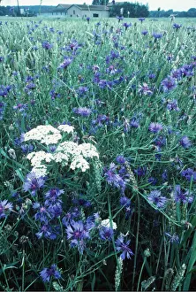 Weeds: CORNFLOWERS & YARROW