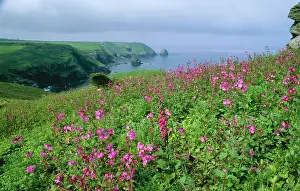 Campion: Cornish Coastal Path