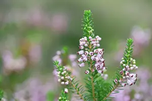 Heathers: Cornish Heath