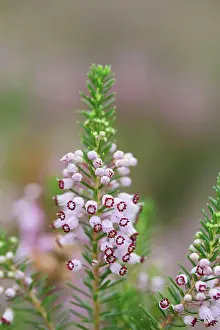 Heathers: Cornish Heath