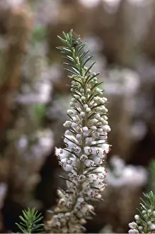 Cornish: CORNISH HEATH - close-up