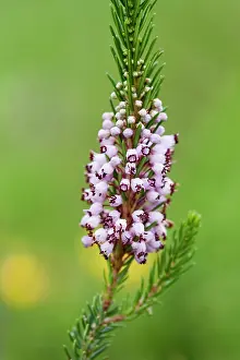 Vagans: Cornish Heath - Lizard