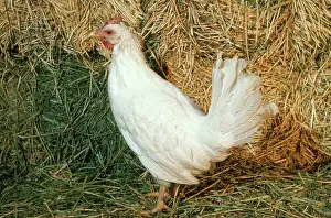 Gallus: Cornish Hen