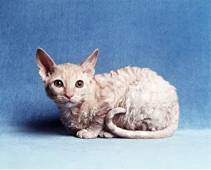 Ugly: Cornish Rex CAT - side view