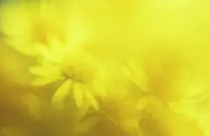Defocused: Cornmarigold