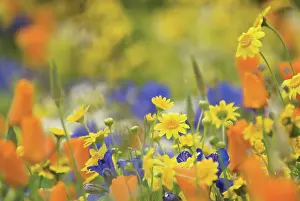 Segetum: Cornmarigold